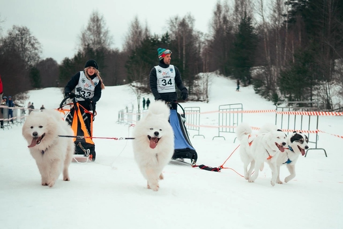 Волонтеры СПбГЛТУ на Чемпионате по ездовому спорту