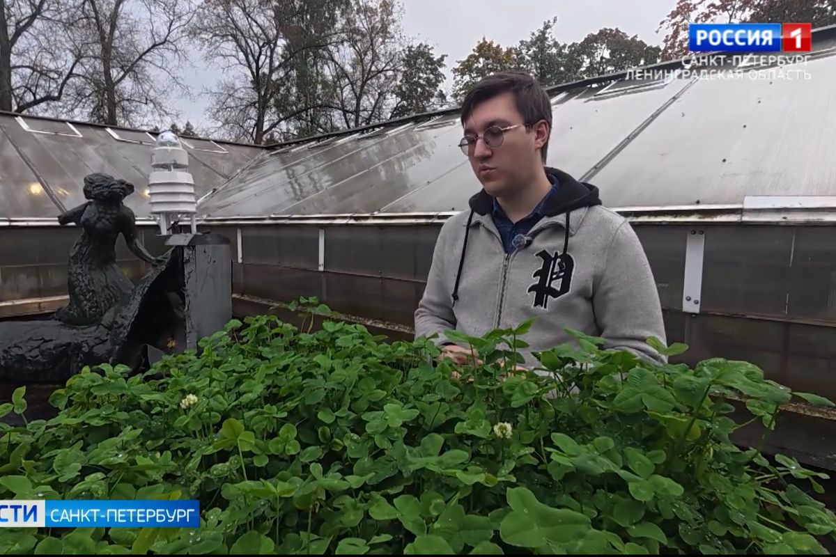 В СПбГЛТУ изучают зелёные кровли для Петербурга