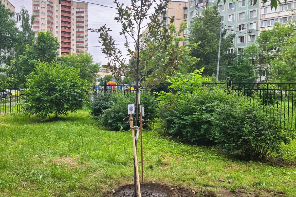 СПбГЛТУ подарил метрологическую яблоню выпускникам школы №233