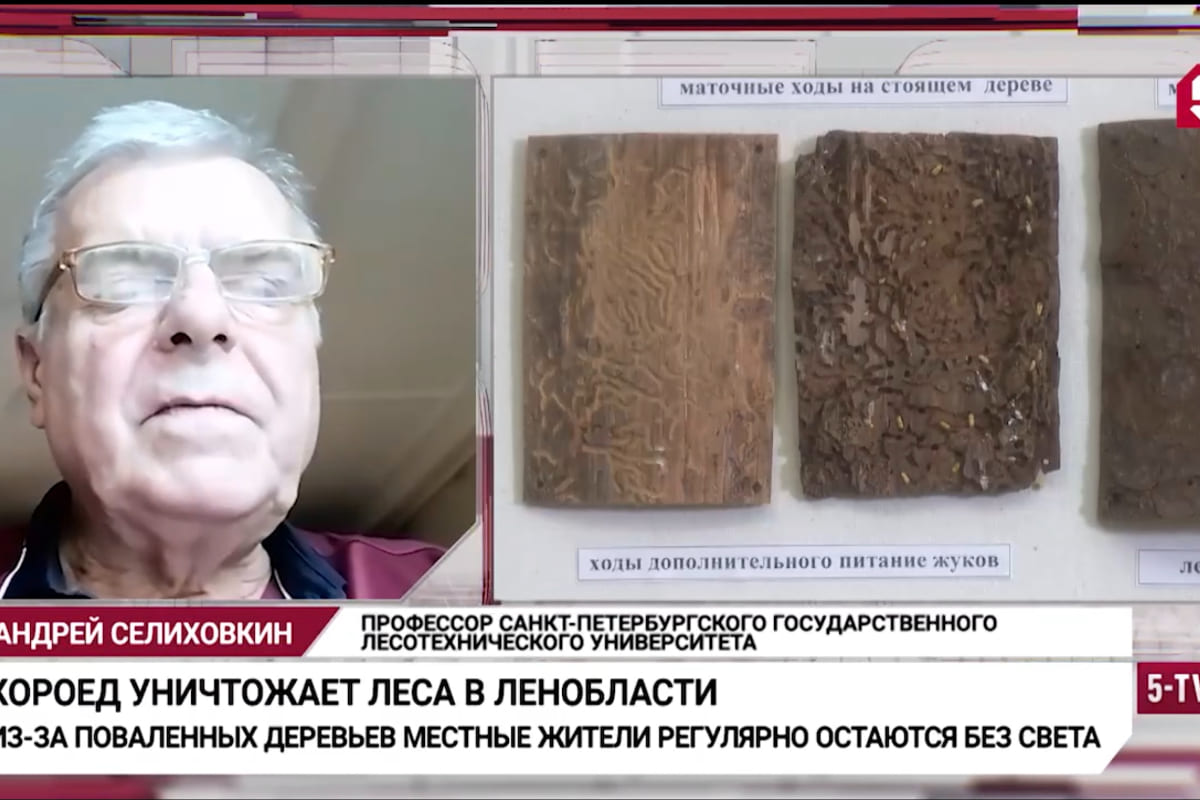 Общественность снова волнуется по поводу короеда-типографа